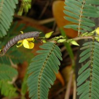 Chamaecrista nictitans (L.) Moench